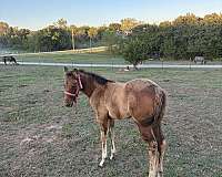 aqha-dun-filly