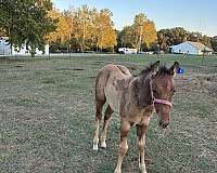 aqha-quarter-horse