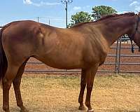 all-around-thoroughbred-horse