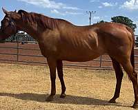 sorrel-ridden-we-horse
