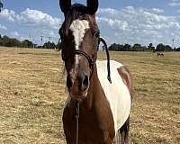 pacing-pony