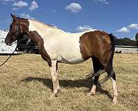 ridden-e-pony