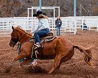 athletic-quarter-horse