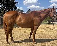 all-around-quarter-horse