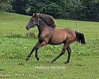 12-hand-morgan-gelding