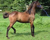 black-morgan-gelding-yearling