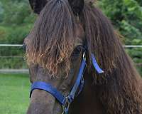 morgan-gelding-yearling