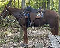 beginner-quarter-horse
