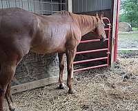 ridden-western-quarter-horse