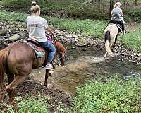 husband-safe-quarter-horse