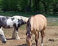 quarter-horse-for-sale