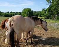 quarter-horse-mare