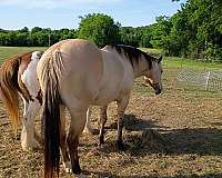 quarter-horse