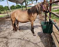 dun-starstripe-horse