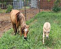 diva-miniature-horse