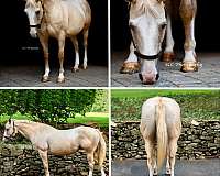 4-socksstockings-horse