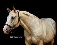 blue-eye-roan-horse