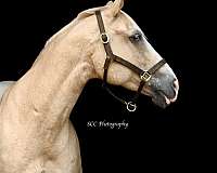 palomino-chrome-blaze-horse