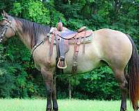 grulla-trail-class-co-horse