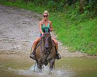 all-around-quarter-horse