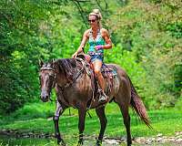 athletic-quarter-horse