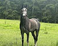 arabian-horse