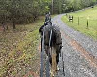 attention-arabian-horse