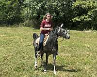 beginner-safe-arabian-horse