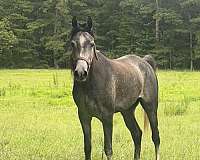 beginner-safe-kid-pony-arabian-horse