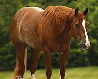 all-around-quarter-horse