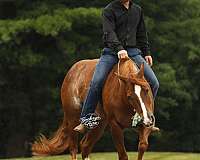 athletic-quarter-horse