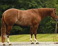 sorrel-4-white-socks-blaze-horse
