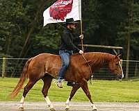 beginner-quarter-horse
