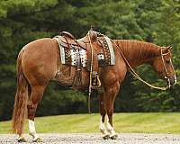 calf-roping-quarter-horse