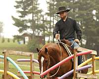 companion-quarter-horse