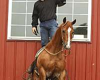 finished-quarter-horse