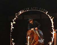 flashy-quarter-horse