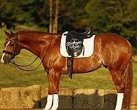 husband-safe-quarter-horse