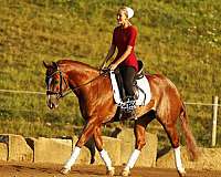 jumper-quarter-horse