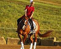 jumping-quarter-horse