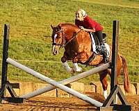 kid-safe-quarter-horse