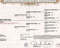 lesson-quarter-horse