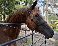 beautiful-stallion-arabian-horse