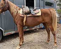 traffic-arabian-horse