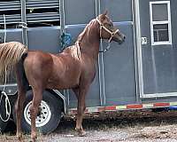 no-problems-stallion