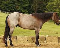 beginner-quarter-horse