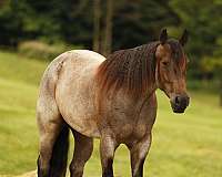 companion-quarter-horse