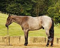 athletic-quarter-horse