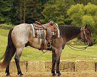 flashy-quarter-horse
