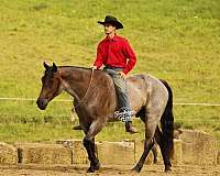 husband-safe-quarter-horse